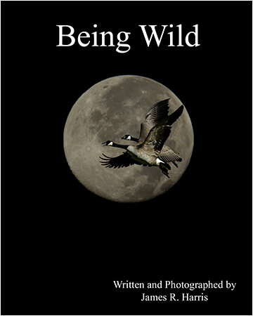 Being-Wild